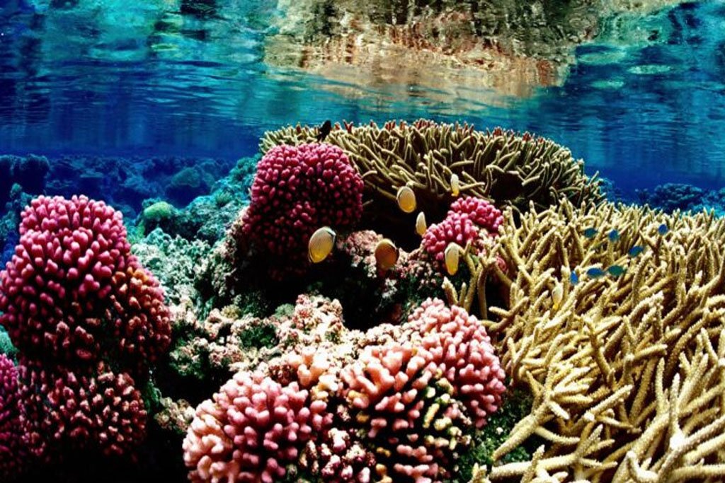 Artificial Reefs