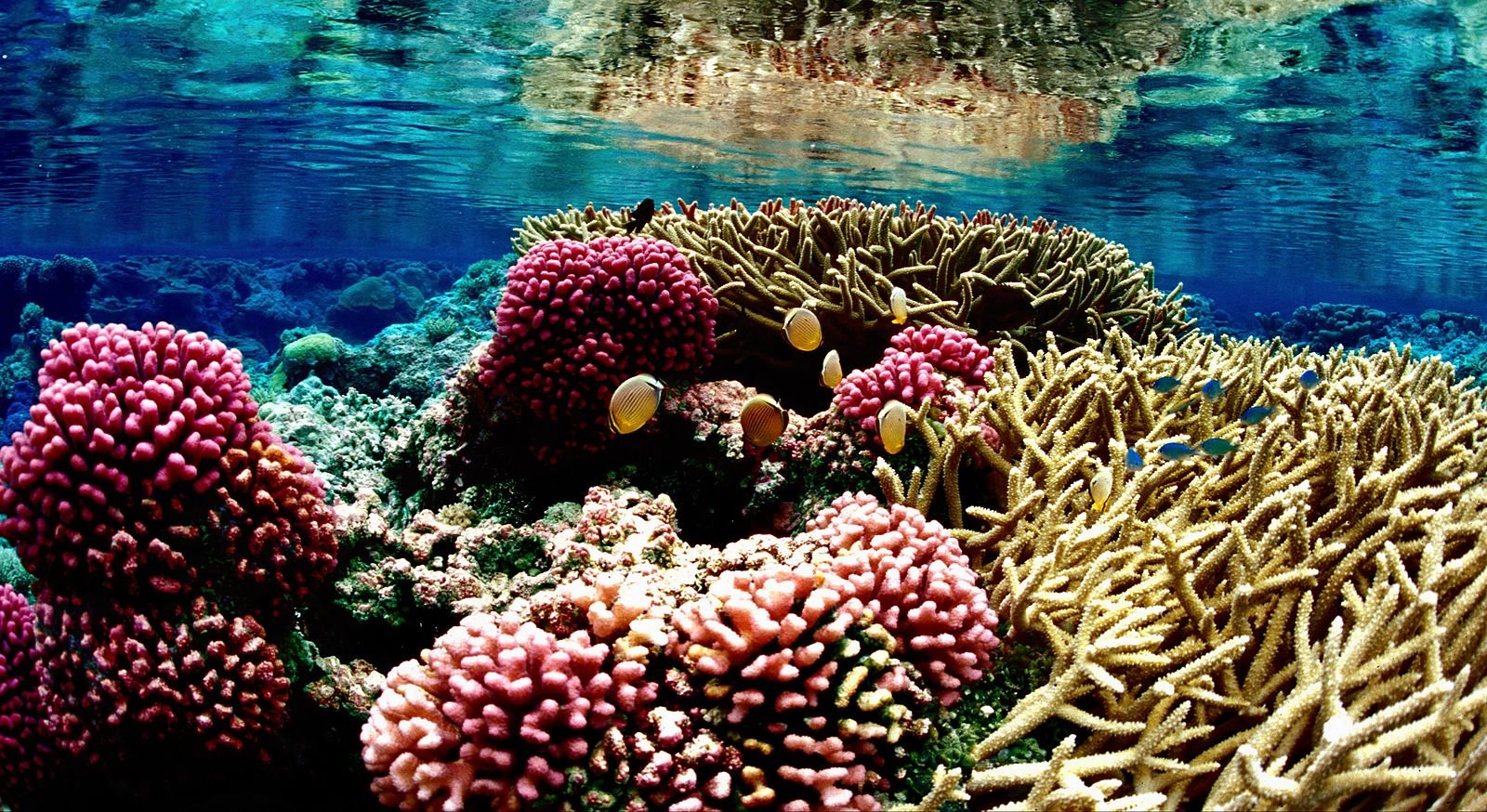 Coral reef 09