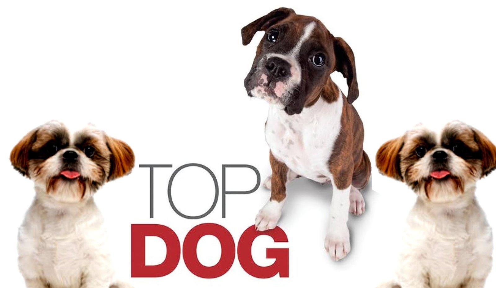 dog1