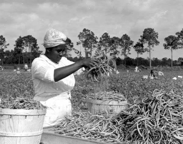 bean picking in Pompano. Department of Commerce. Florida Memory.